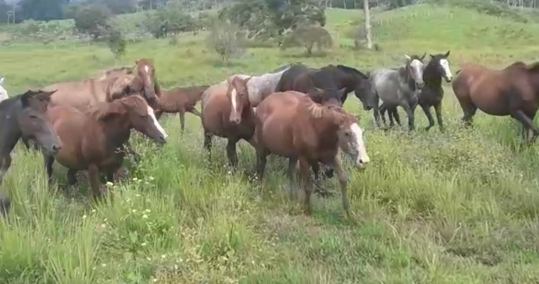 De caballos, mulas, campistas y caballeros