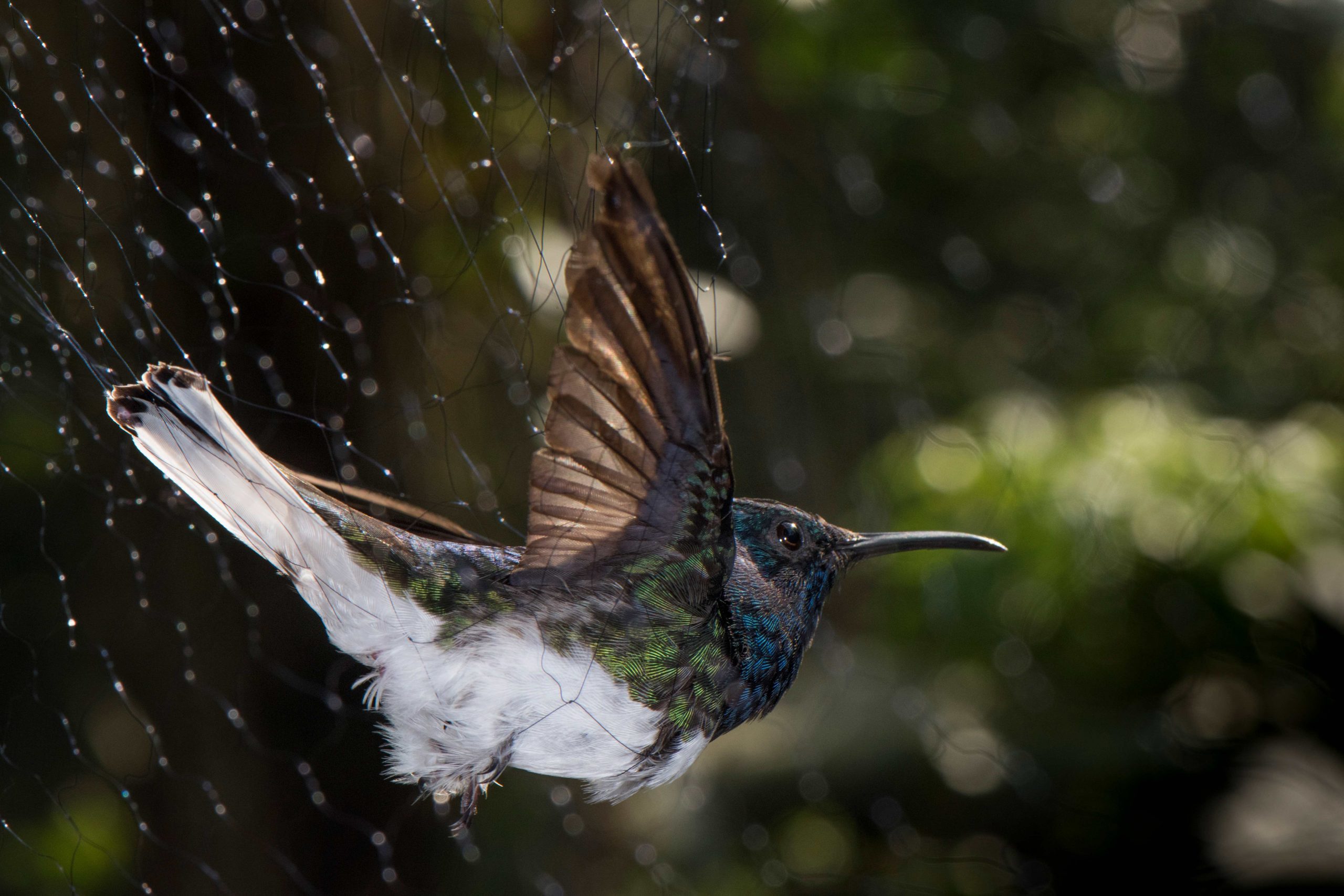 Las hembras de colibríes parecen machos para evitar el acoso – Prensa Libre