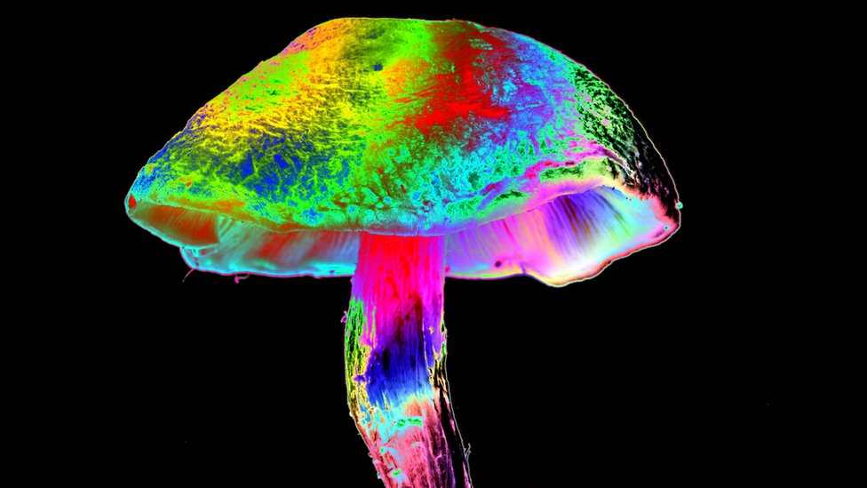 ¿Cuándo empezaron los humanos a experimentar con drogas y alcohol?  (Y el caso particular de América) – Prensa Libre