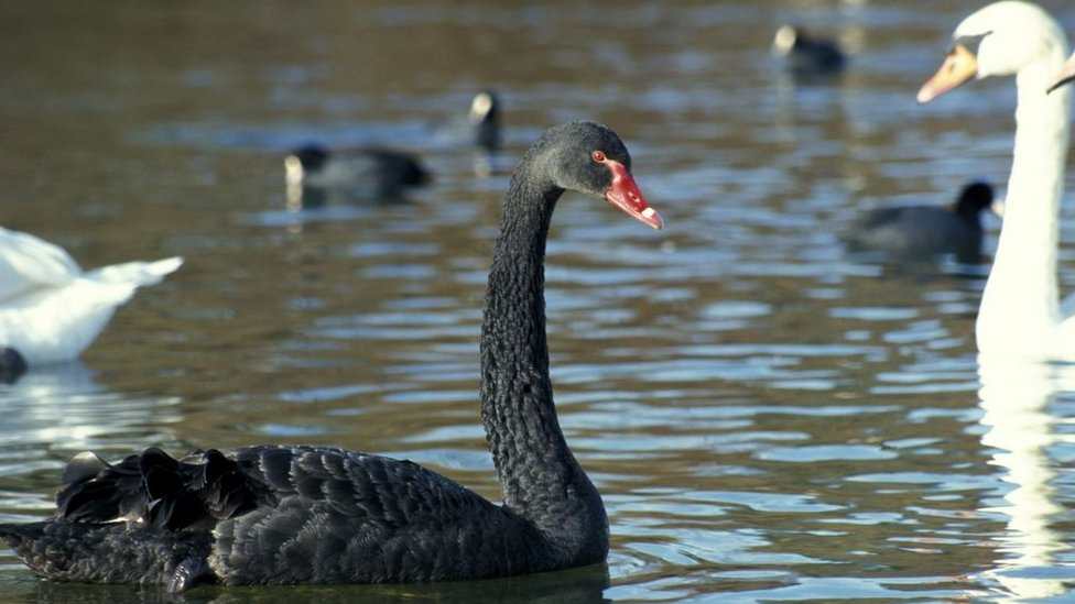 Por qué los eventos inesperados se denominan “cisnes negros” y cómo funciona la ciencia para predecirlos – Prensa Libre